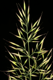 Calamagrostis brachytricha RCP9-06 072.jpg